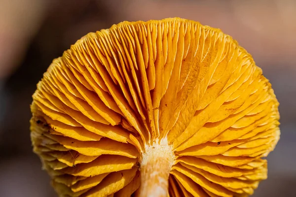 在模糊背景下的片状蘑菇的宏观照片 — 图库照片