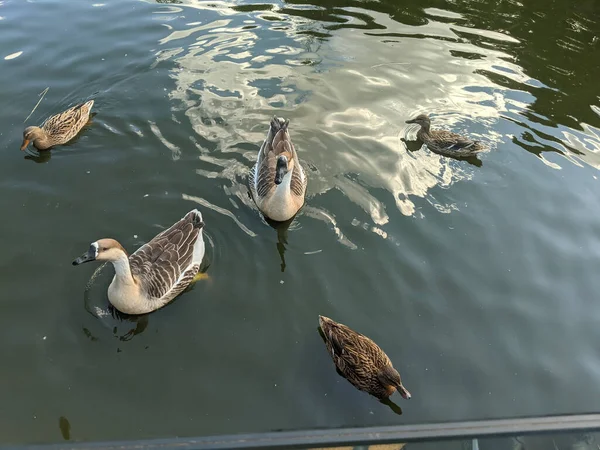 Plan Angle Élevé Petits Canards Mignons Nageant Dans Lac — Photo