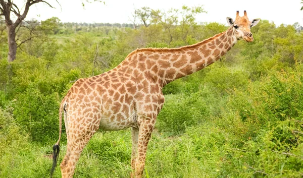 Zbliżenie Ujęcia Żyrafy Żywiącej Się Wysokimi Zielonymi Krzewami — Zdjęcie stockowe
