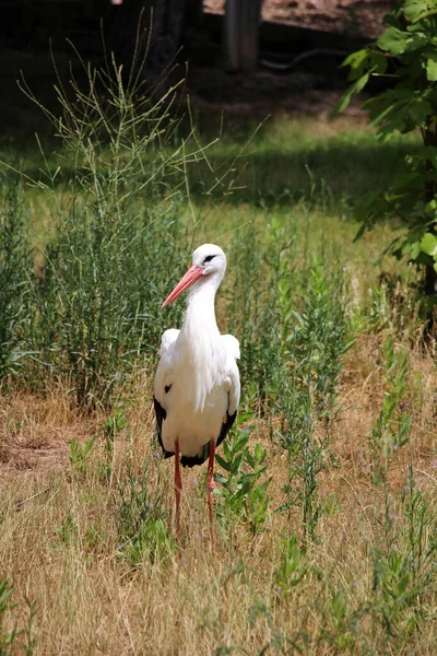 Plan Vertical Une Jolie Cigogne Marchant Dans Champ — Photo