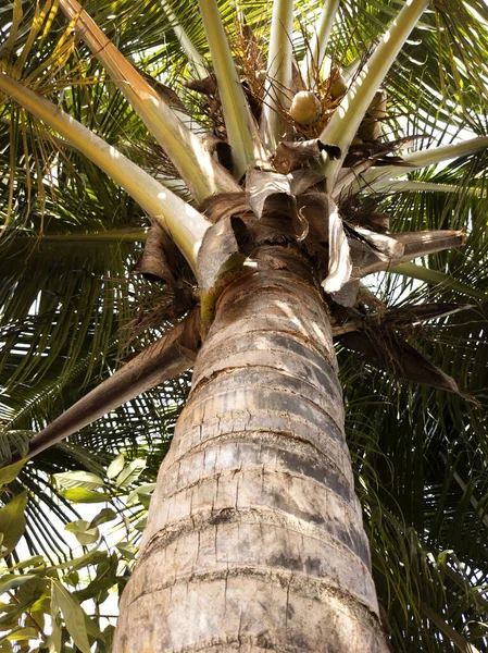 Een Lage Hoek Opname Van Een Kokosnoot Palm Boom Onder — Stockfoto