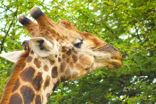 Retrato Uma Girafa Comendo Folhas Árvore — Fotografia de Stock