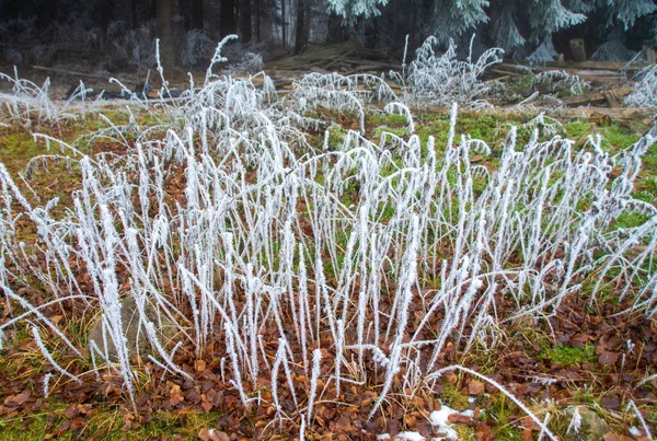 Dry Plants Covered Frost Park — Stock Photo, Image