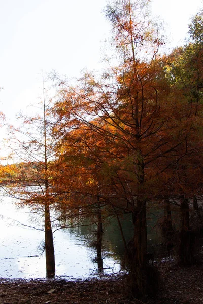 湖の近くのカラフルな秋の木々の垂直ショット — ストック写真