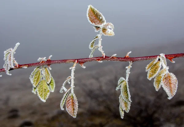 Sebuah Gambar Closeup Dari Cabang Pohon Beku Dengan Beberapa Daun — Stok Foto