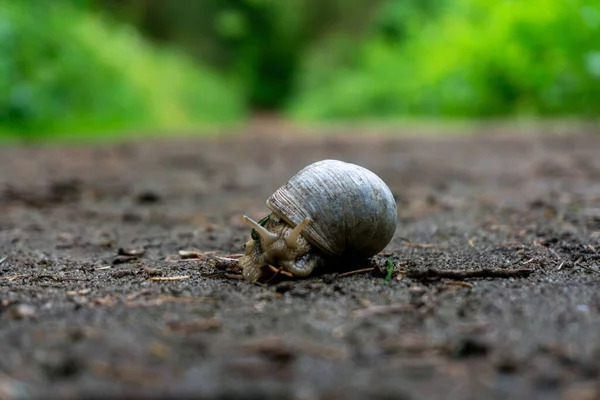 Selective Focus Shot Snail Ground Greenery Background — Stock Photo, Image