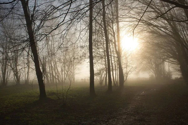 Lasne Belçika Kasvetli Bir Günde Güzel Bir Ağaç Silueti Manzarası — Stok fotoğraf