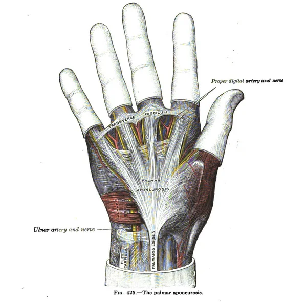 Anatomická Kresba Text Palmární Aponeurózy Století — Stock fotografie