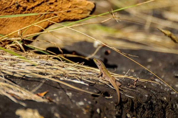一只克里米亚蜥蜴在一块巨石上的选择性镜头 — 图库照片