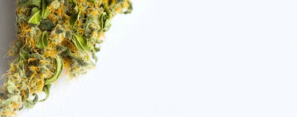 Top View Cannabis Plant White Surface — Stock Photo, Image