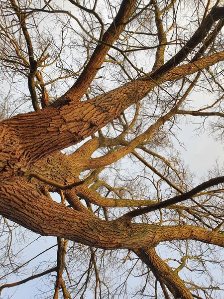 Tiro Vertical Tronco Árvore Grossa Com Muitos Ramos — Fotografia de Stock