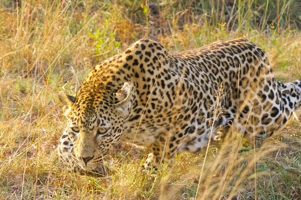 Een Dichtbij Shot Van Een Cheeta Verstoppertje Verstoppertje Het Gedroogde — Stockfoto