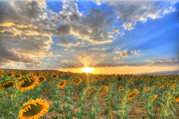 Eine Schöne Aufnahme Von Einem Sonnenblumenfeld Mit Einem Schönen Sonnenuntergang — Stockfoto