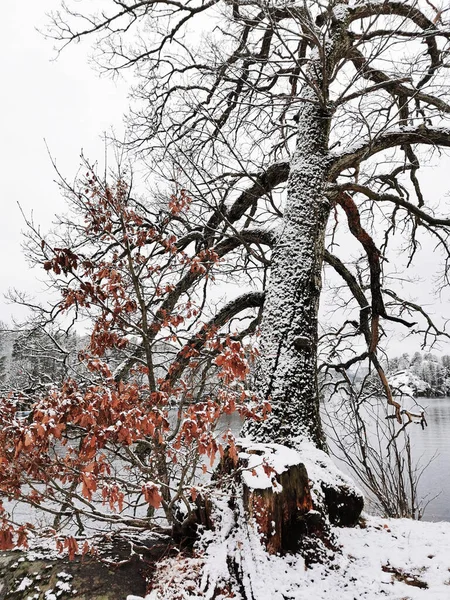 挪威拉尔维克美丽的冬季风景 有雪树 还有一条清澈的河流 — 图库照片