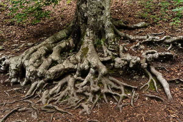 Gros Plan Des Racines Des Arbres Dans Les Lacs Plitvice — Photo