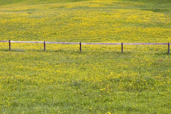 Красивое Желтое Поле Деревянным Ржавым Забором — стоковое фото