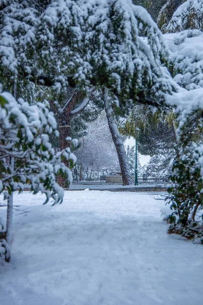 Vacker Utsikt Över Park Täckt Med Vit Snö Vintern — Stockfoto