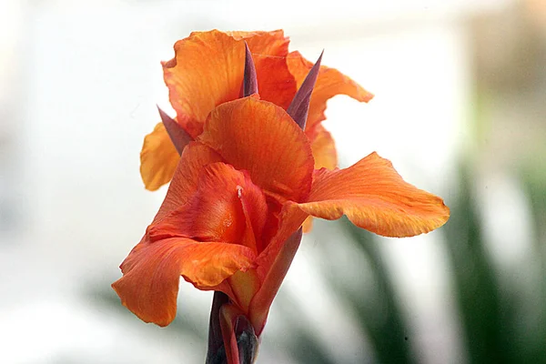 Gros Plan Flux Gladiolus Orange — Photo