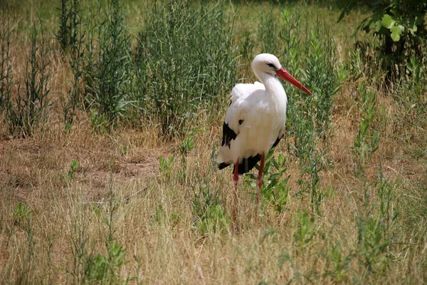 Uma Cegonha Bonita Andando Campo — Fotografia de Stock