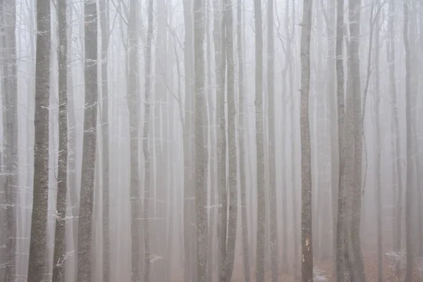 Uma Bela Vista Das Árvores Altas Uma Floresta Misteriosa Assustadora — Fotografia de Stock