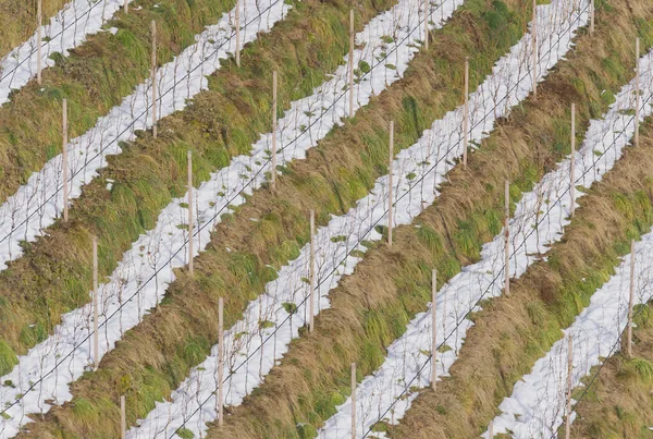 Ein Blick Aus Der Vogelperspektive Auf Weinberge Italien Während Eines — Stockfoto
