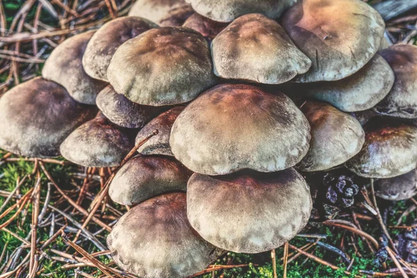 Ein Bund Braun Grauer Pilze Mit Kleinen Schwarzen Flecken — Stockfoto