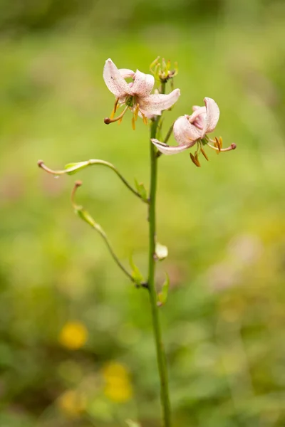 Pionowe Ujęcie Lilium Kwiaty Ogrodzie — Zdjęcie stockowe