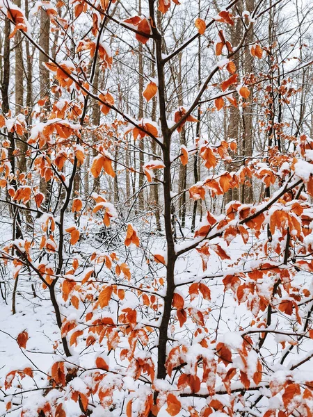 Eine Faszinierende Aufnahme Einer Wunderschönen Winterlandschaft Mit Schneebedeckten Bäumen Larvik — Stockfoto