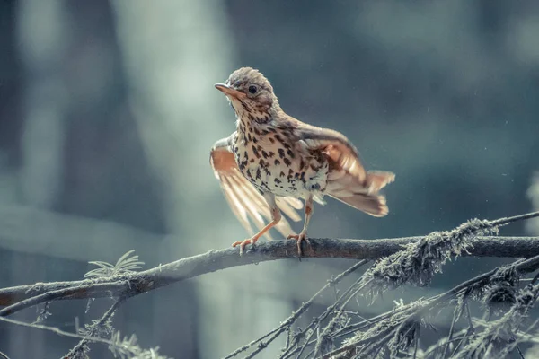 Uccello Rosso Ramo Albero Wildpark Schwarze Berge Germa — Foto Stock