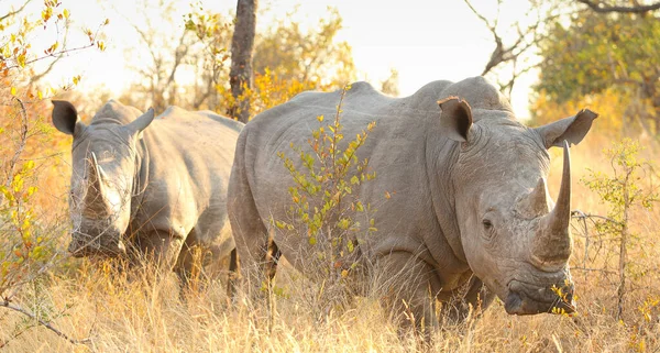 Two Rhinos Field Sunny Day — Stock Photo, Image