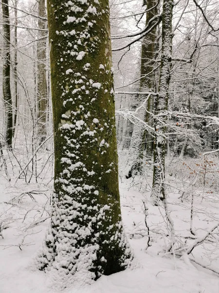 Zachwycające Ujęcie Pięknego Zimowego Krajobrazu Pokrytymi Śniegiem Drzewami Larvik Norwegia — Zdjęcie stockowe