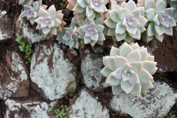 Het Bovenaanzicht Van Sappige Cactus Bloemen Een Rotsachtige Achtergrond — Stockfoto