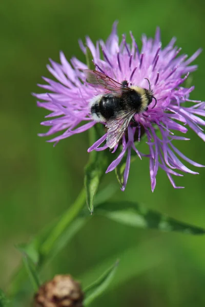 Detailní Záběr Včely Sbírající Nektar Pyl Trnitém Bodlákovém Květu — Stock fotografie
