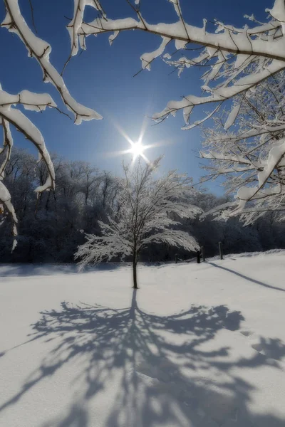 Tiro Vertical Uma Única Árvore Coberta Neve Com Raios Sol — Fotografia de Stock