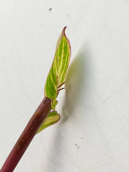 Függőleges Közelkép Egy Zöld Növény Leveléről Egy Fehér Falon — Stock Fotó