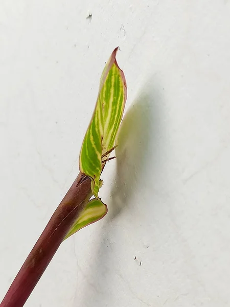 Gros Plan Vertical Une Feuille Plante Verte Sur Mur Blanc — Photo