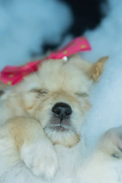 Eine Vertikale Aufnahme Eines Kleinen Schlafenden Weißen Hundes Mit Einer — Stockfoto