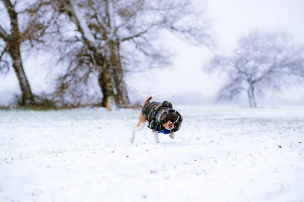 Cão Bonito Vestindo Casaco Inverno Andando Enquanto Sua Cabeça Está — Fotografia de Stock