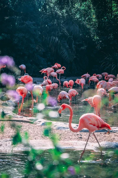 동물원에 아름다운 홍학의 — 스톡 사진