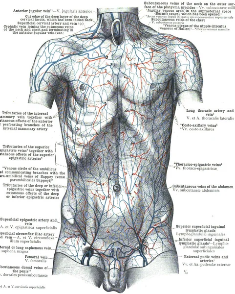 Gros Plan Une Page Atlas Anatomie Humaine Livre — Photo