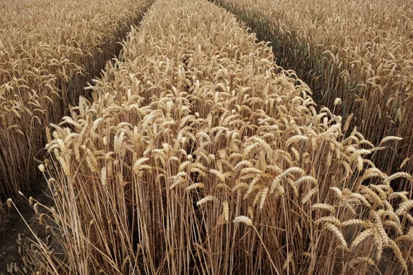 Krásný Záběr Zralého Pšeničného Pole — Stock fotografie