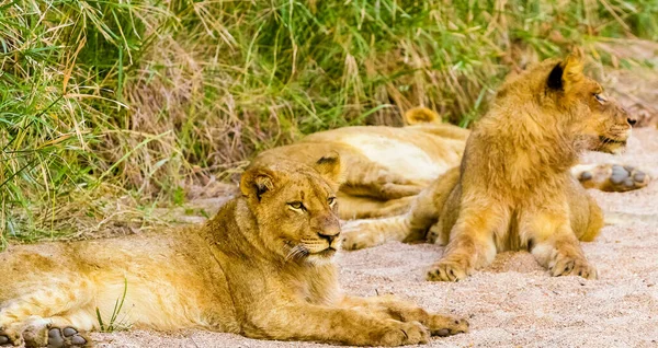 Δύο Λιοντάρια Αναπαύονται Στο Φυσικό Τους Περιβάλλον — Φωτογραφία Αρχείου