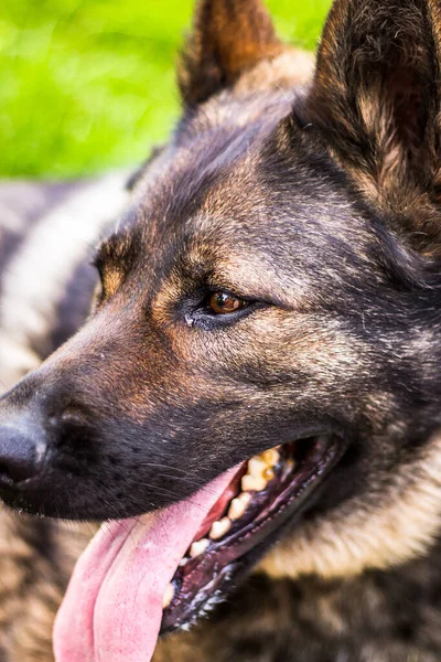 Nahaufnahme Eines Pelzigen Schäferhundes Auf Grünem Gras — Stockfoto