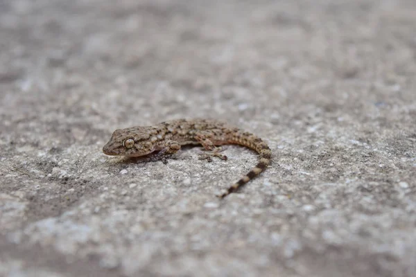 High Angle Shot Common Wall Gecko Concrete Surface — Stock Photo, Image