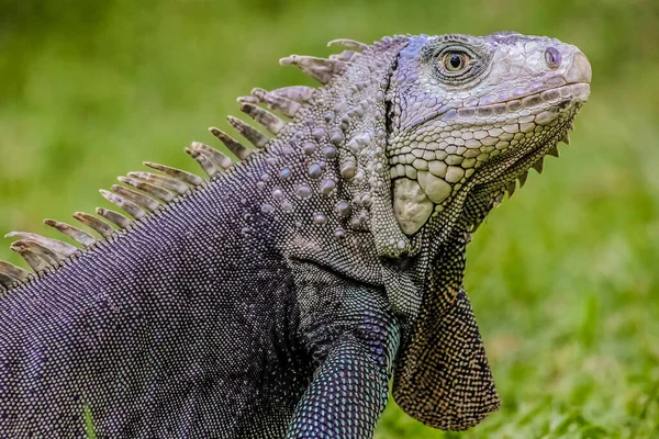 Tiro Seletivo Foco Uma Iguana Grande — Fotografia de Stock