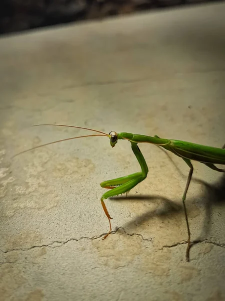 Vertical Shot European Mantis Rough Surface Lights Blurry Background — Stock Photo, Image