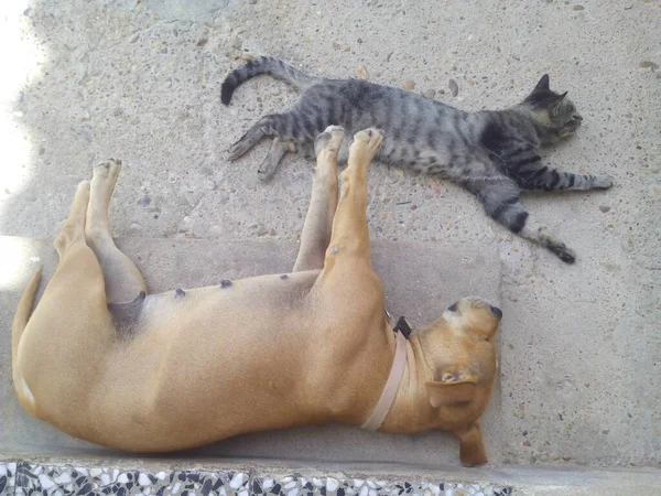 Μια Εναέρια Λήψη Μιας Γάτας Και Ενός Σκύλου Στο Έδαφος — Φωτογραφία Αρχείου