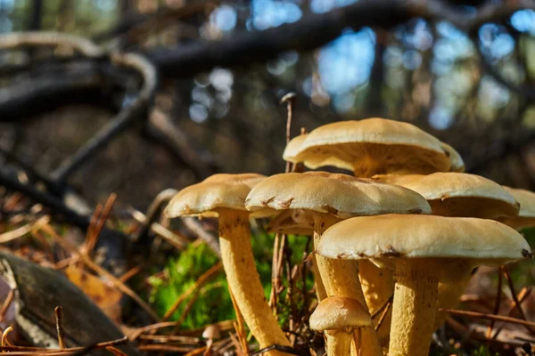 Primer Plano Los Hongos Hygrophoropsis Aurantiaca Bosque Bajo Luz Del — Foto de Stock