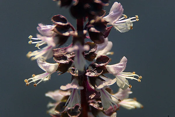 一个特写镜头的紫菜花 — 图库照片