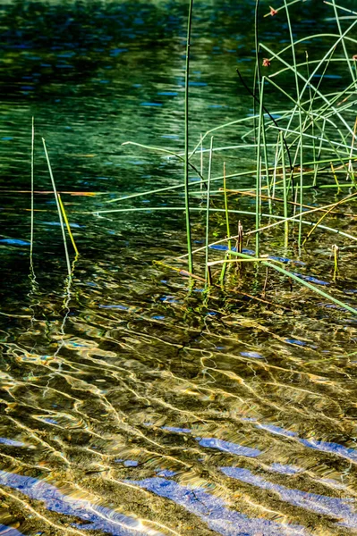 Vertical Closeup Blades Growing Grass Water — Stock Photo, Image